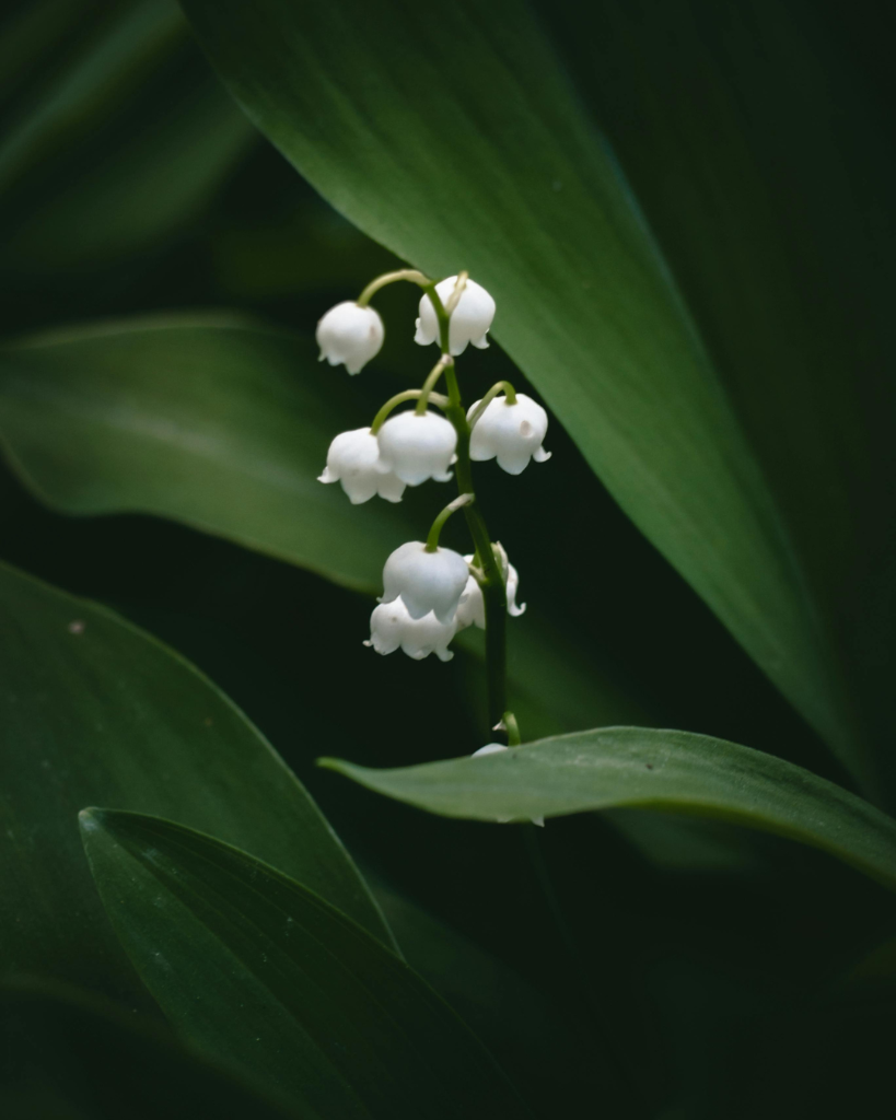 Hoa Linh Lan · Lily of the Valley · Linh Lan Waxing